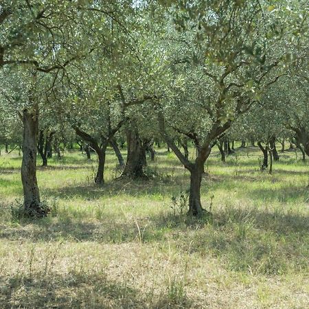 B&B Rifugio Tra Gli Ulivi Campagna Zewnętrze zdjęcie